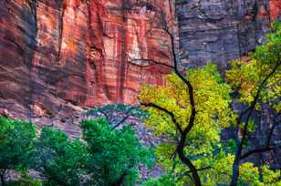 Zion Canyon, Fall-4575